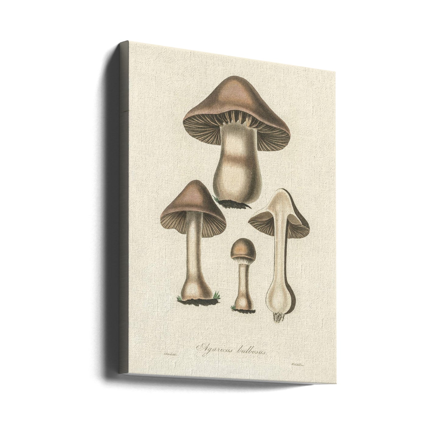 Illustration d'Agaricus Bulbosus. Botanique médicale 1836 | Tableaux sur Toile