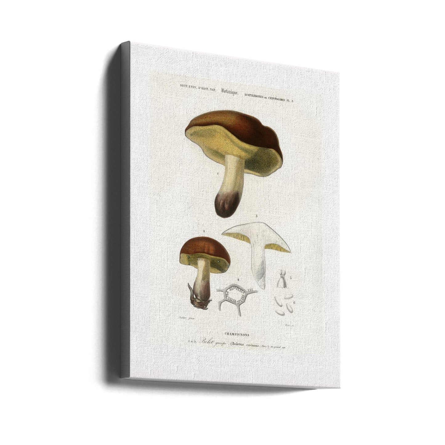 Champignon (boletus circinans) | Tableaux sur Toile