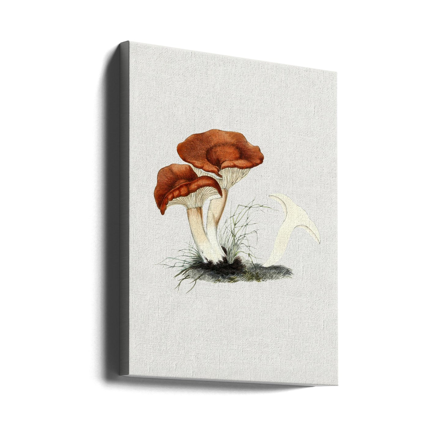 Käsin piirretty rufous milkcap -sieni | Canvastaulut