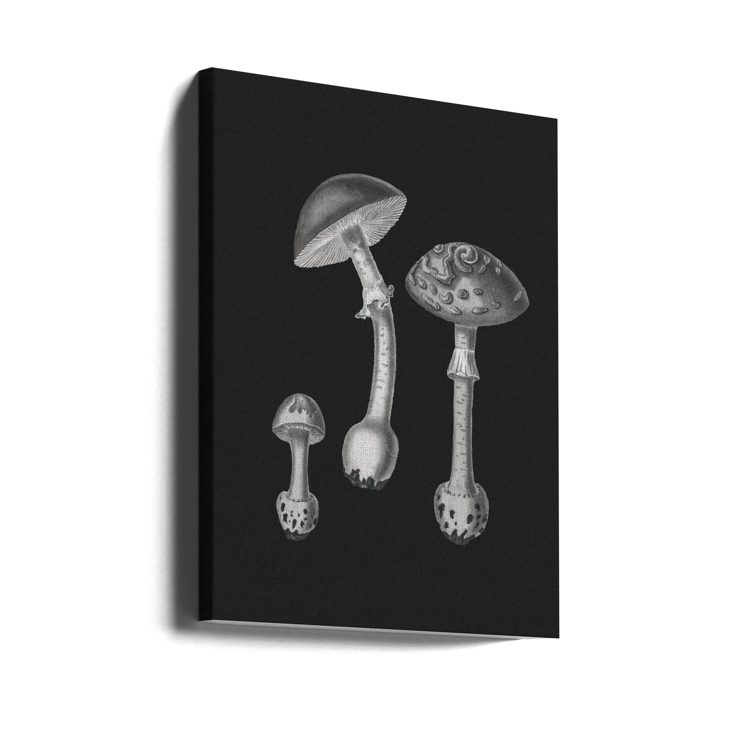 Punakärpässieni (Amanita Muscaria) Musta tausta BW | Canvastaulut