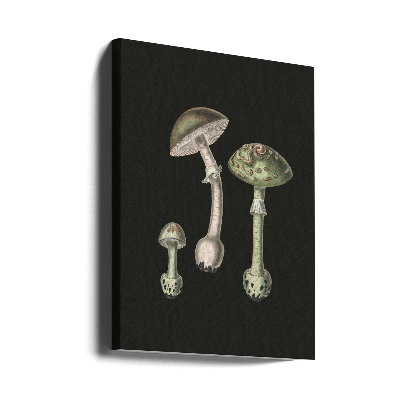 Amanita Muscaria Fond sombre | Tableaux sur Toile