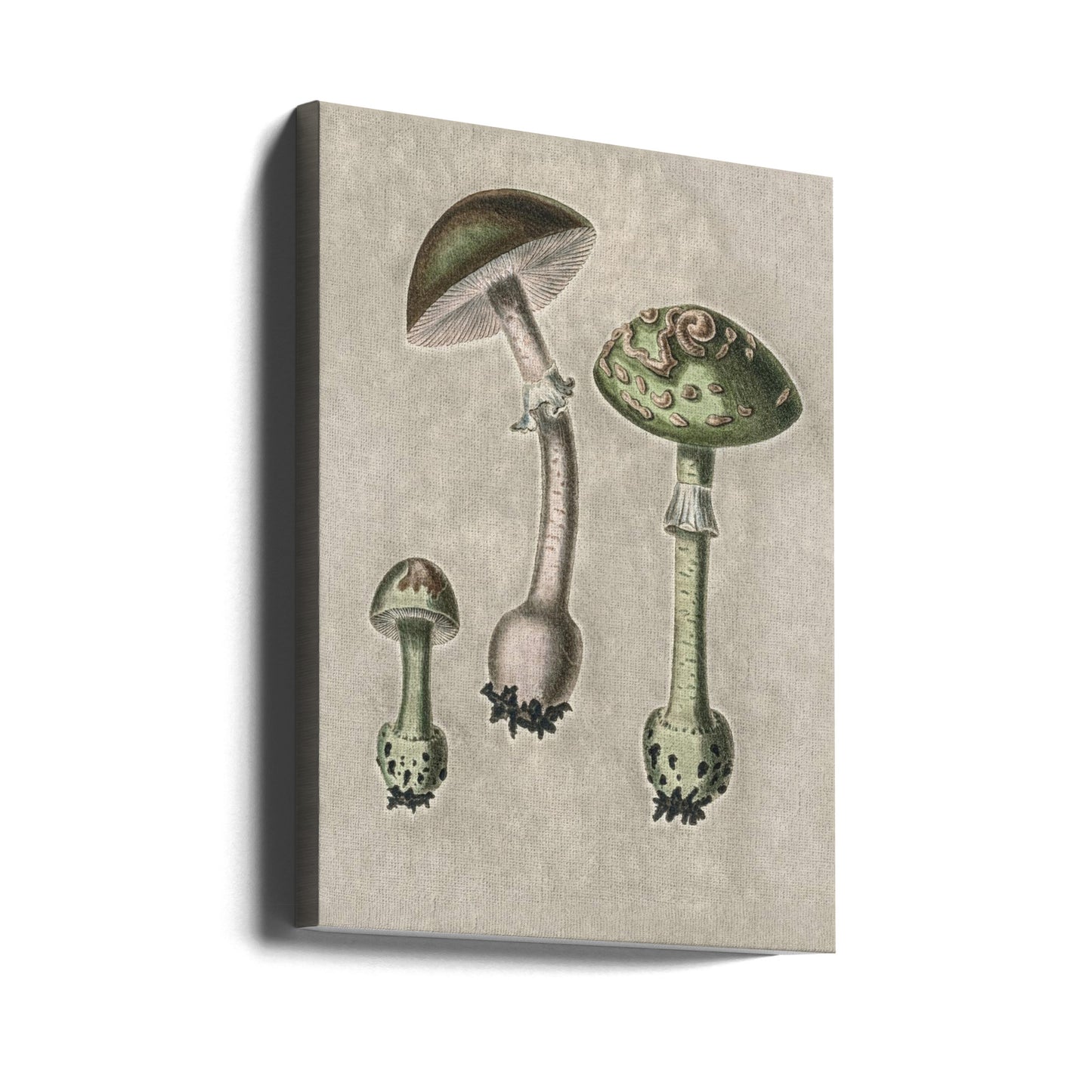 Amanita Muscaria Remix Green | Impresiones en Lienzo