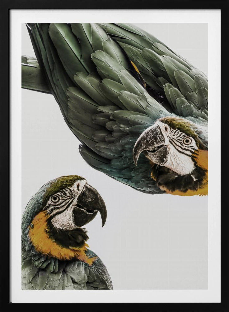 Amazonia | Poster