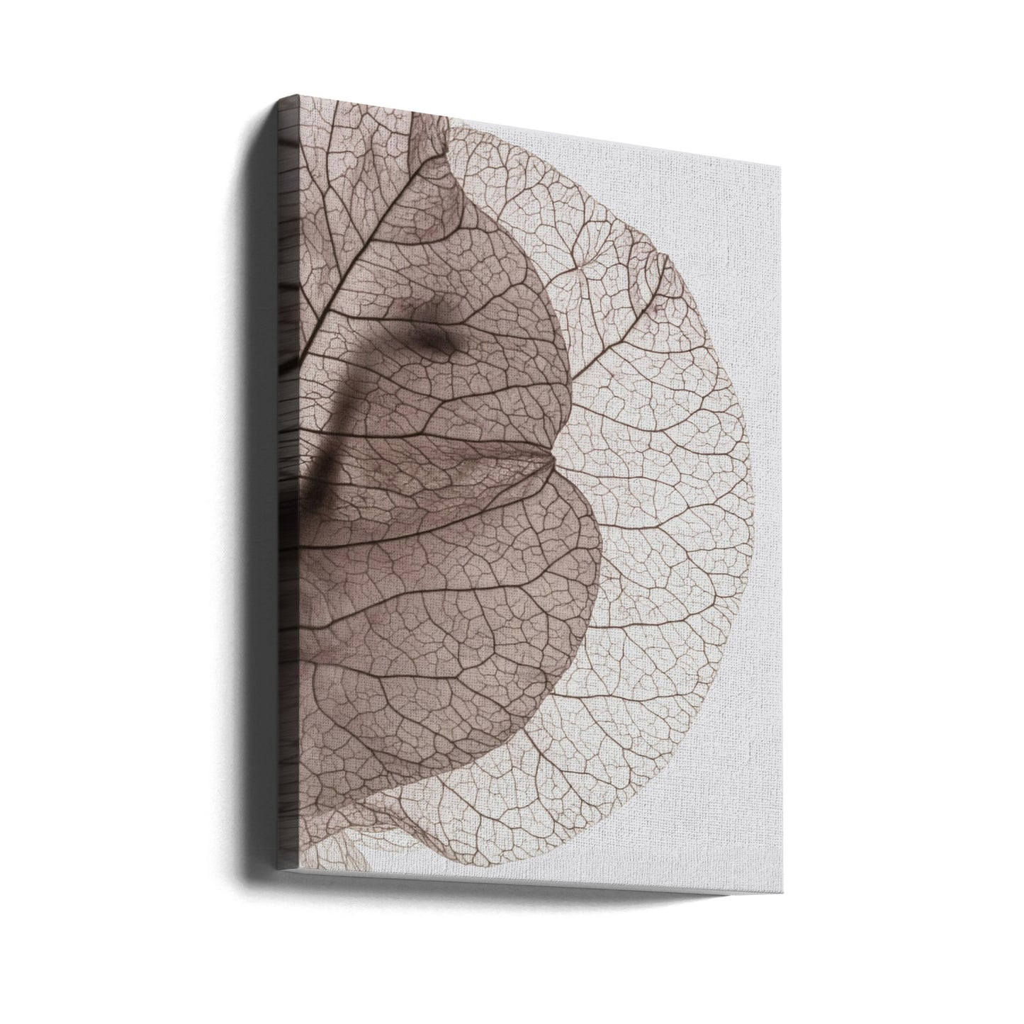 Bougainvilleaön | Canvas