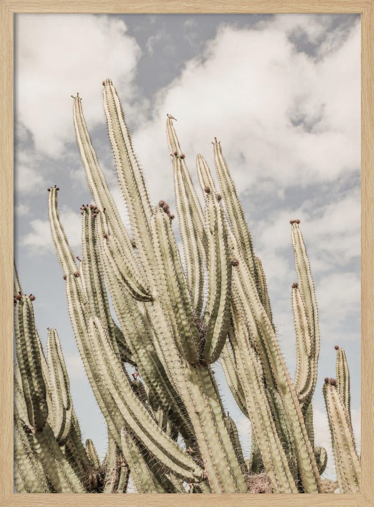 Desert Cathedral | Poster
