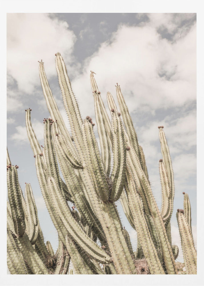 Desert Cathedral | Poster