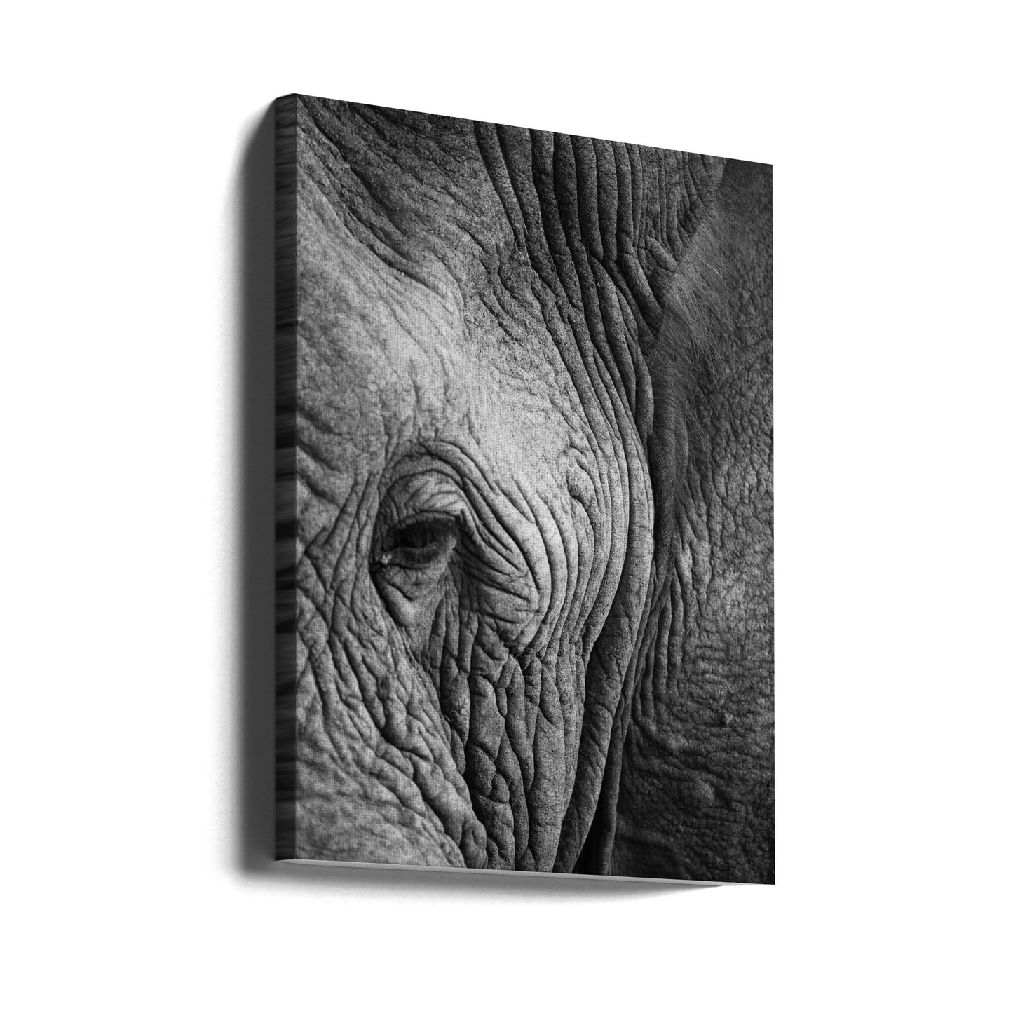 Elefantstudie | Canvas