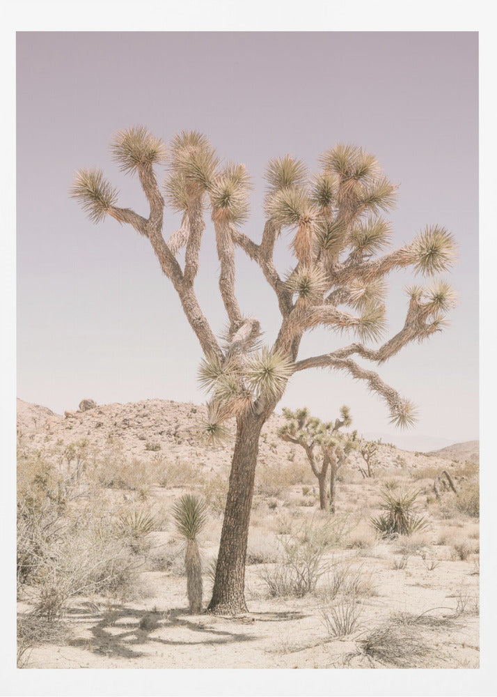 Joshua Tree | Affiche