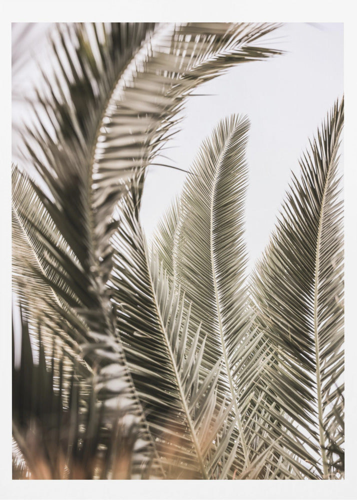 Murmures de palmiers | Affiche