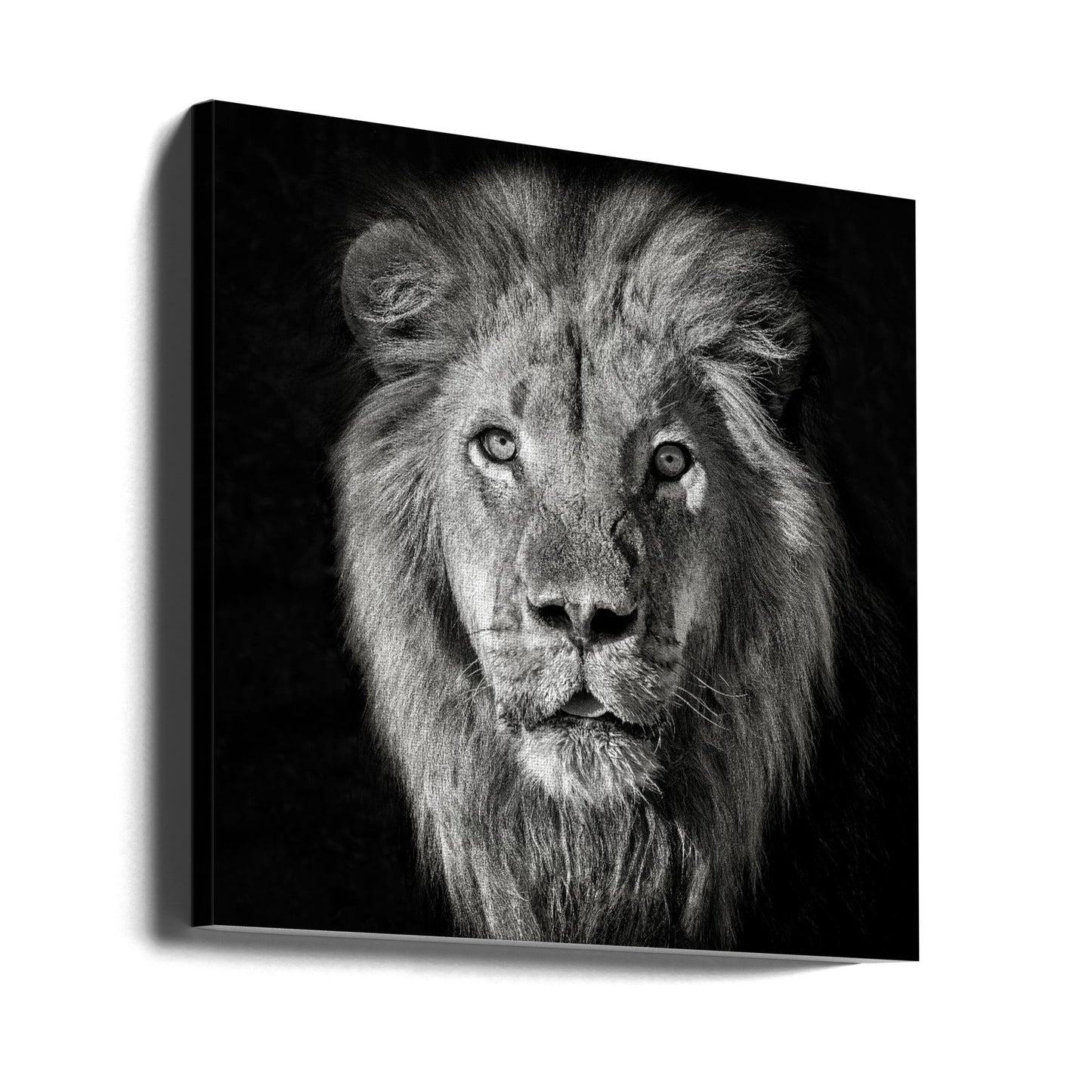 Løveportræt - Panthera Leo | Lærredsbilleder
