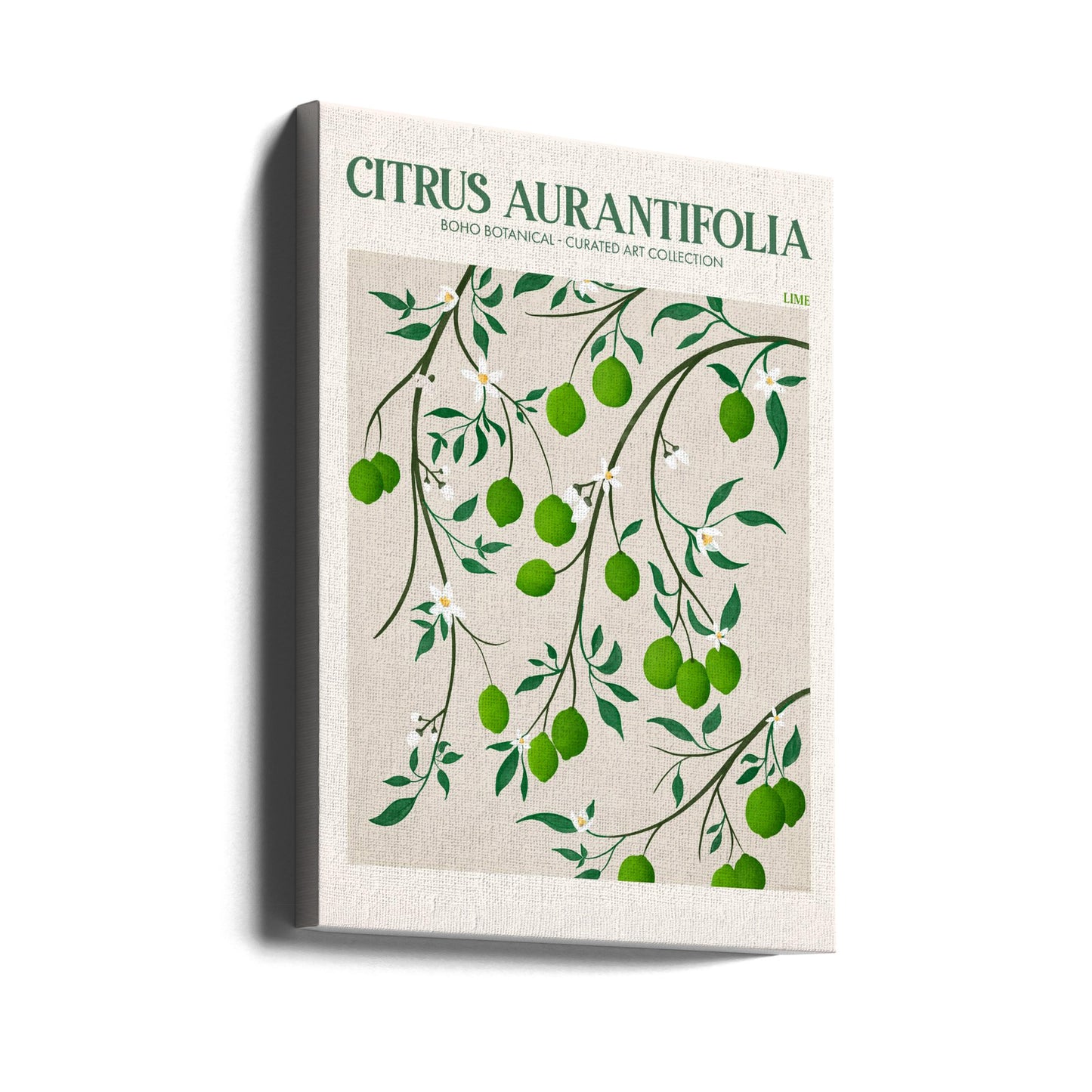 Citrus Aurantifolia-Citron vert | Tableaux sur Toile
