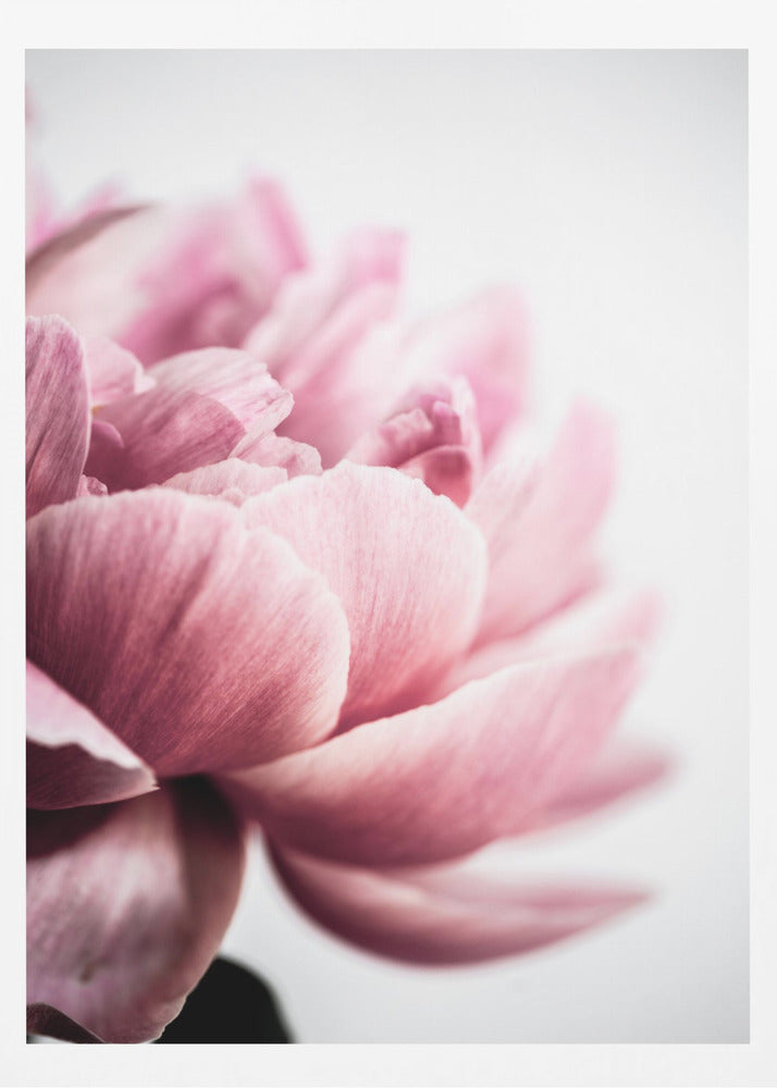 Pfingstrose 1 | Poster