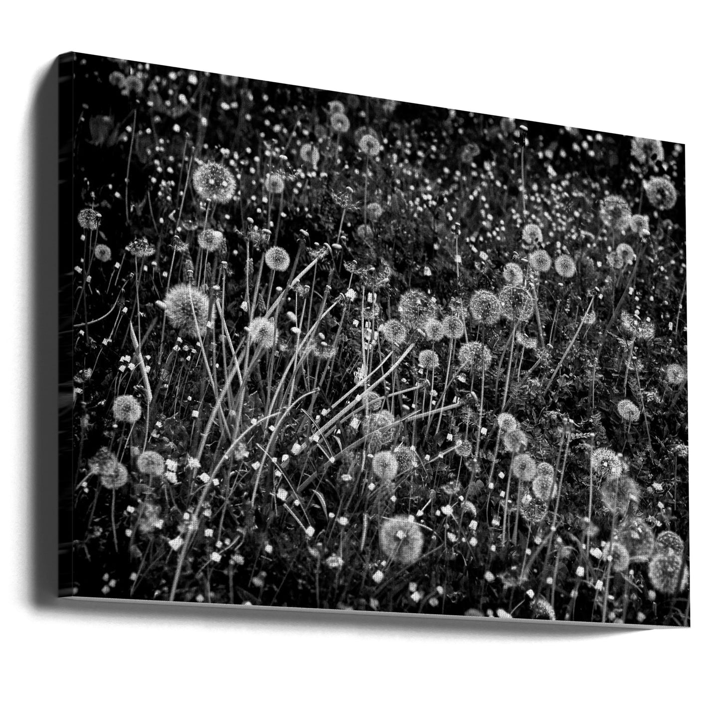 Maskrosfältet | Canvas