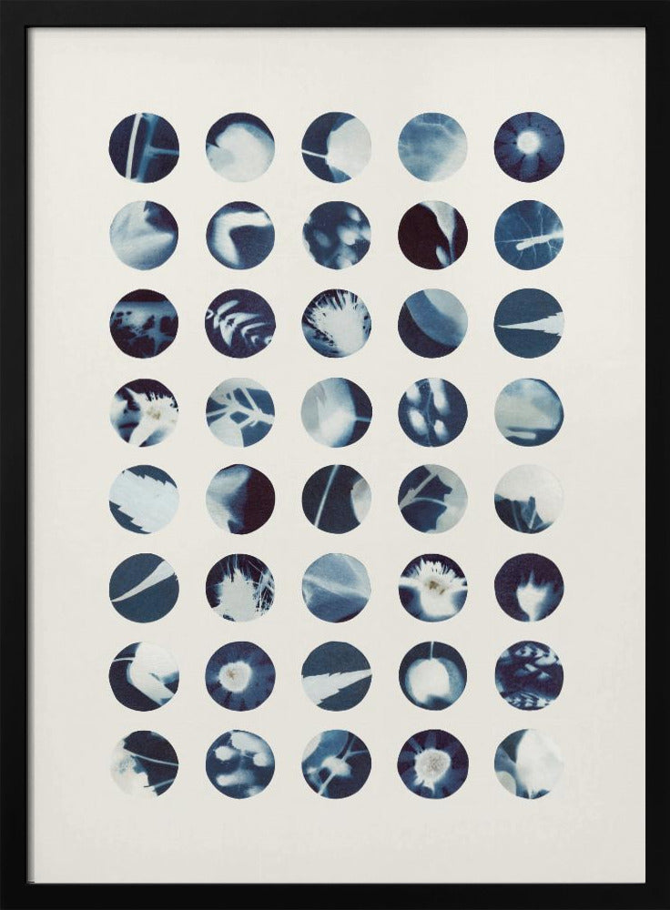Botanical Cyanotypes | Poster