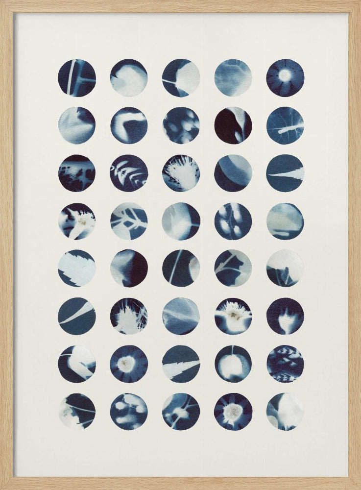 Botanical Cyanotypes | Poster