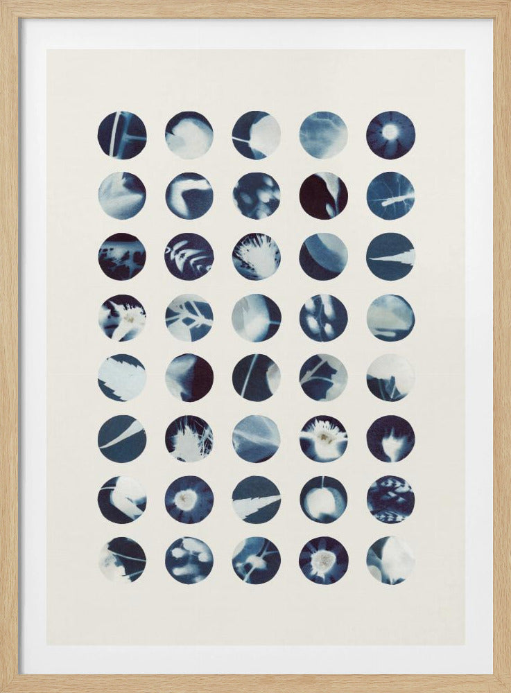 Botanical Cyanotypes | Poster