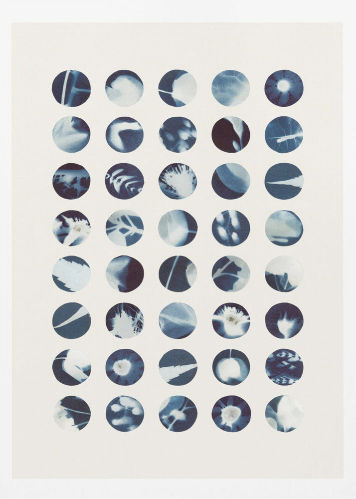 Botanical Cyanotypes | Poster