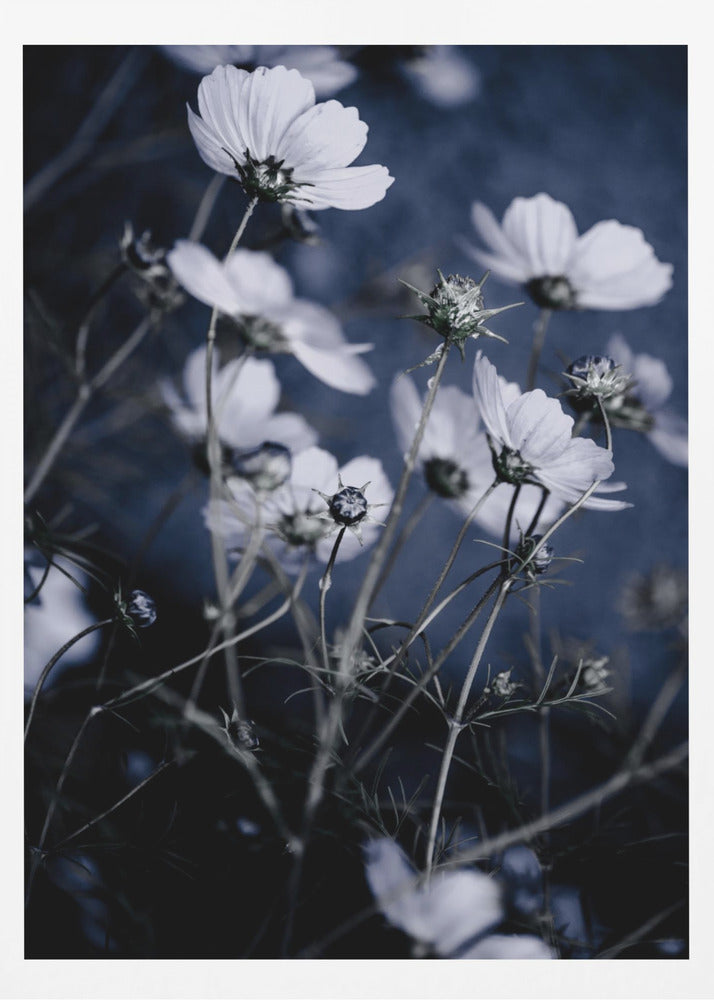 Fleurs sauvages 10 | Affiche