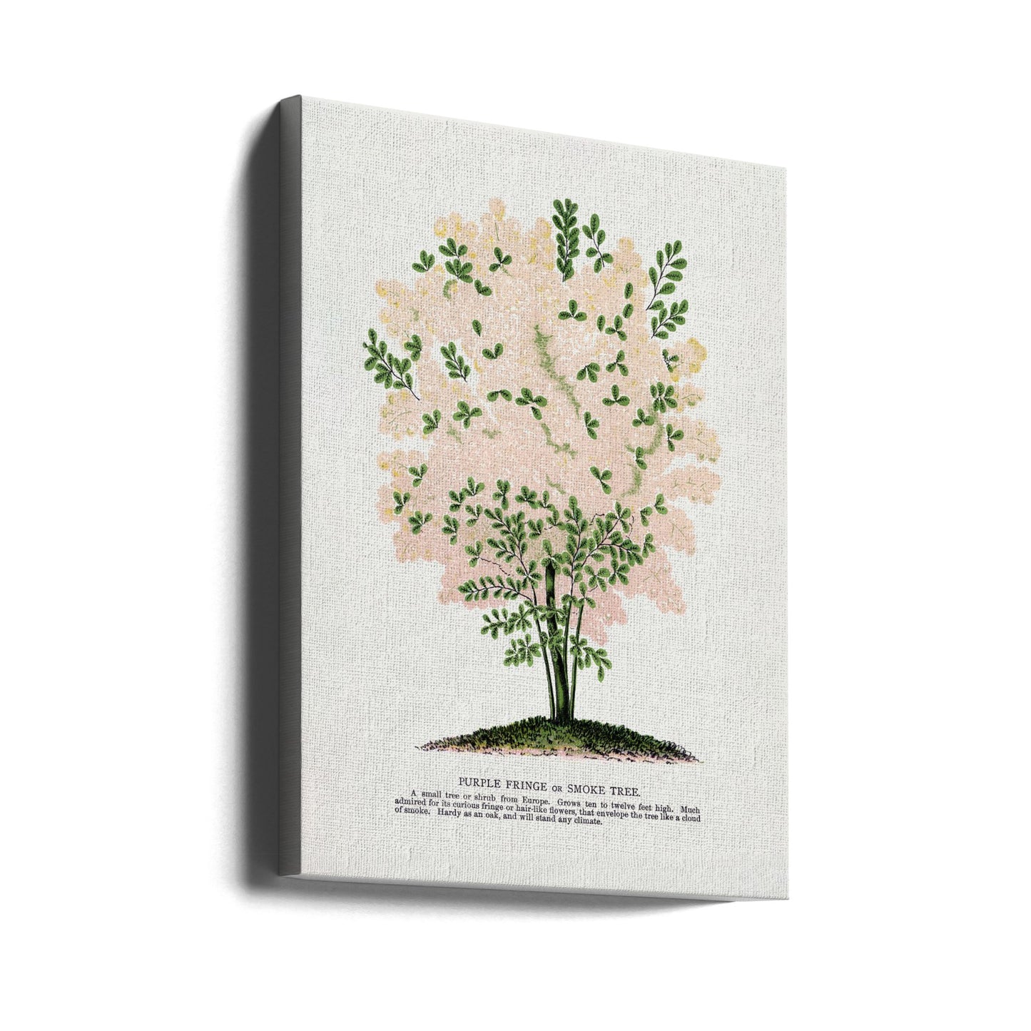 Lithographie de l'arbre à franges violettes | Tableaux sur Toile