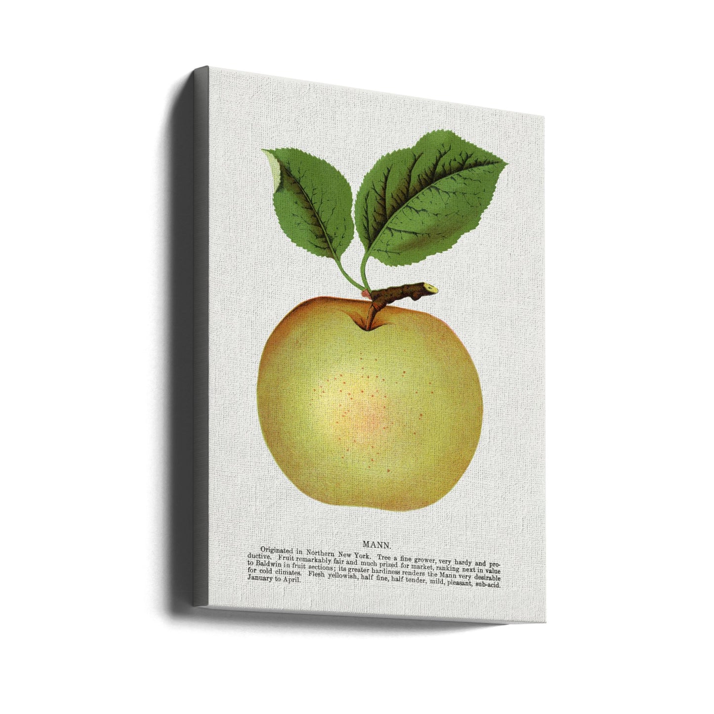 Mann Apple Lithograph | Canvas