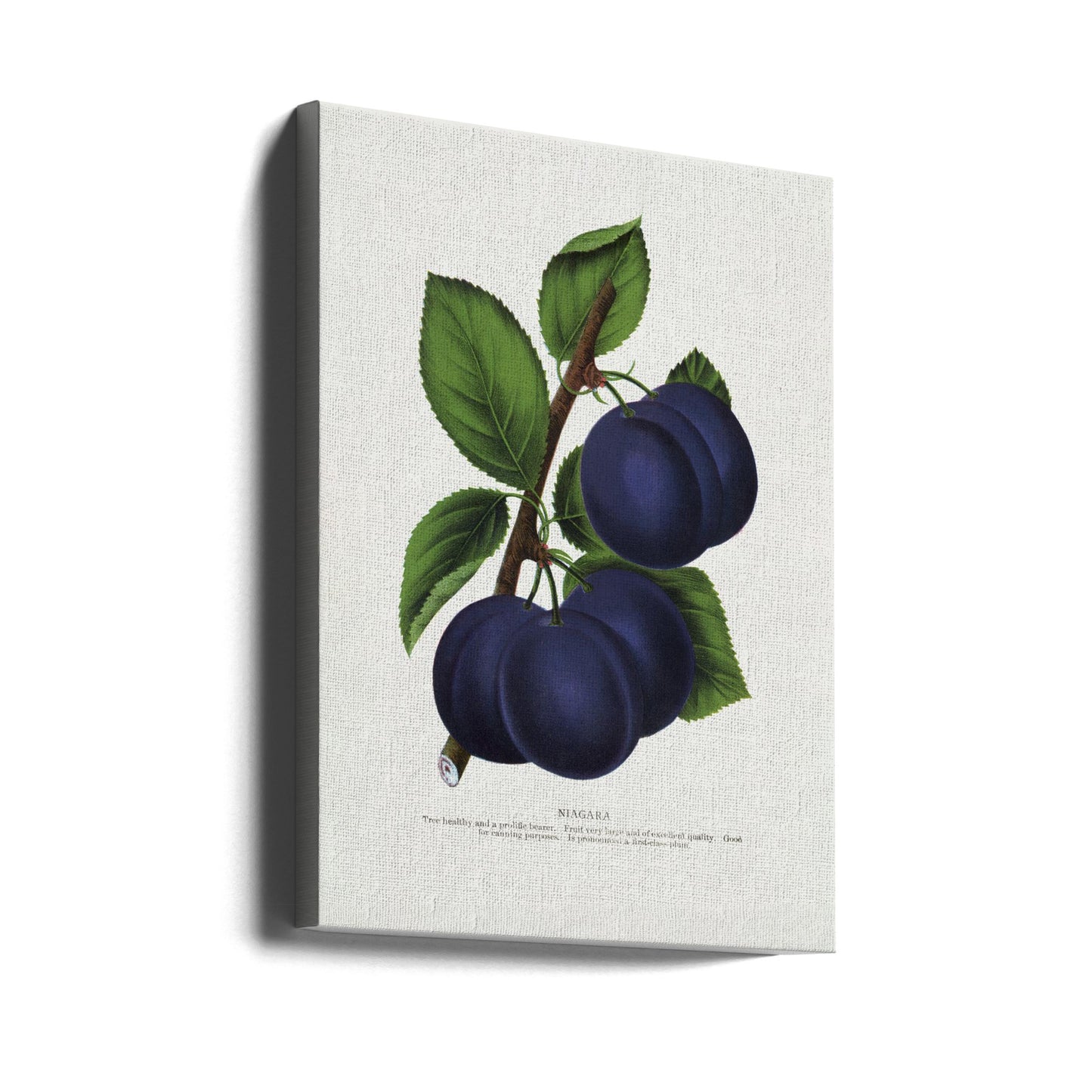 Niagara Plum Lithograph | Canvas
