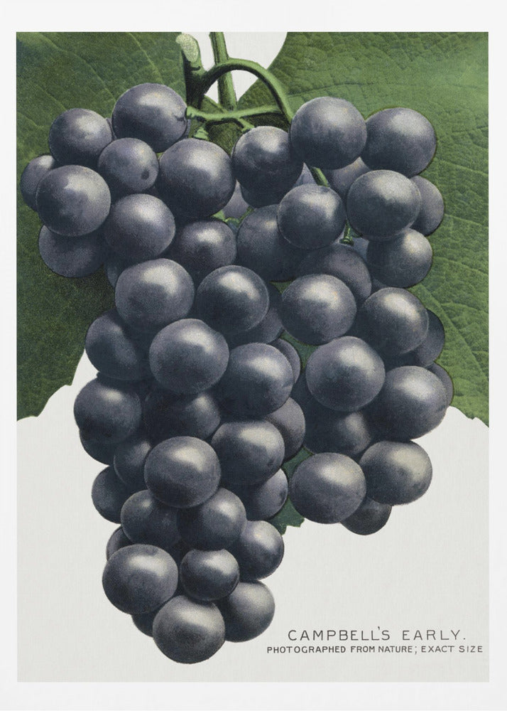 Lithographie « Premières grappes de raisin » de Campbell | Affiches