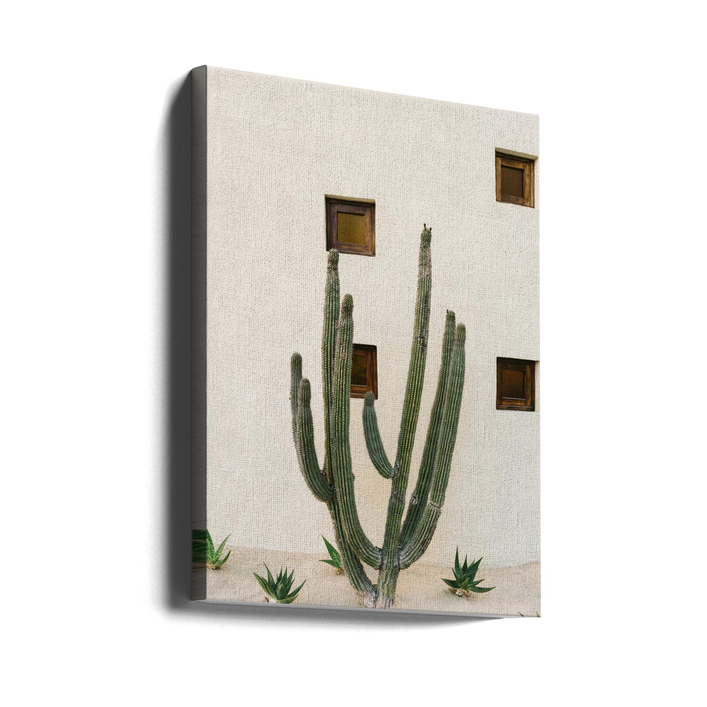 Cabo Cactus IX | Tableaux sur Toile