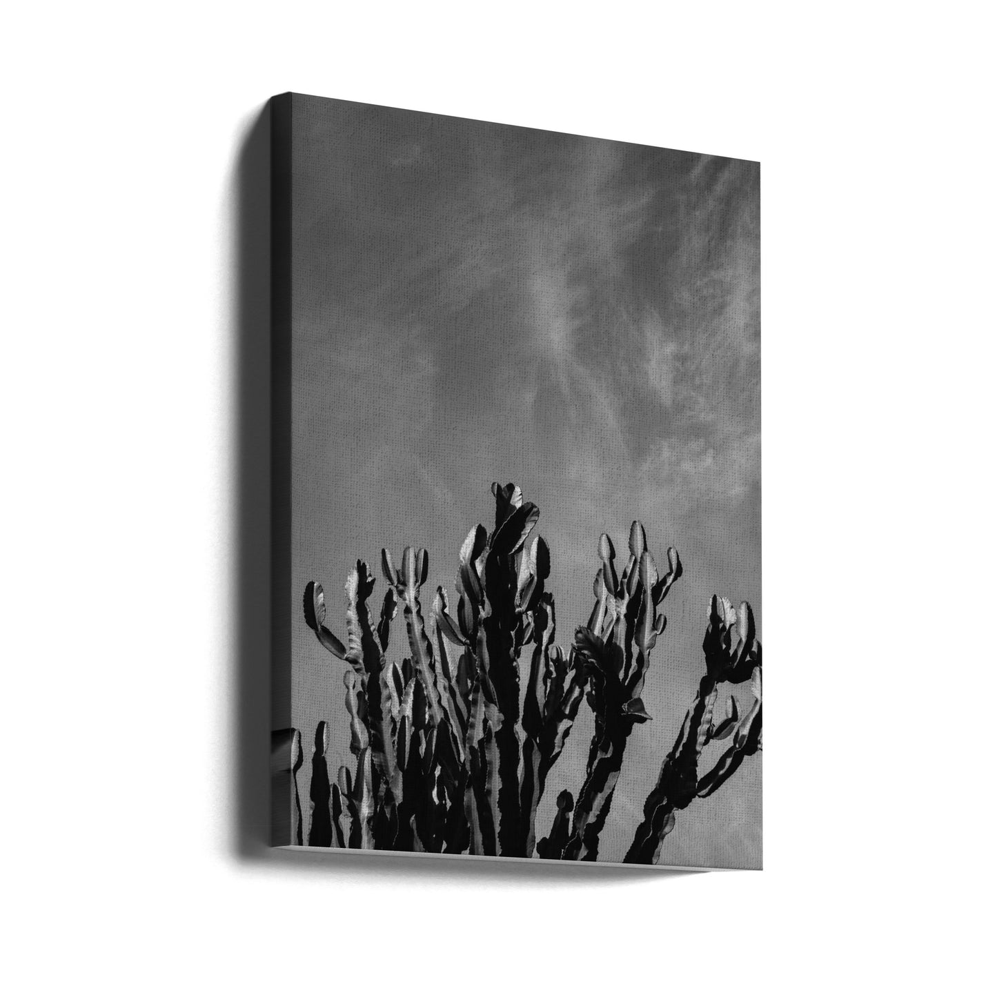 Cielo de cactus monocromático | Impresiones en Lienzo