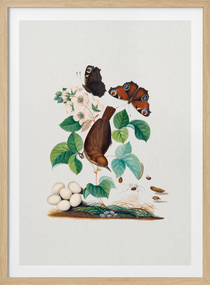 House Wren | Poster