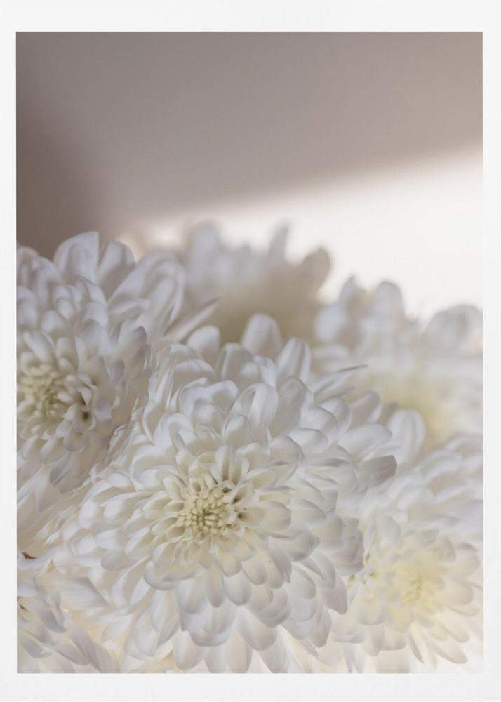 White Flowers 6 | Poster