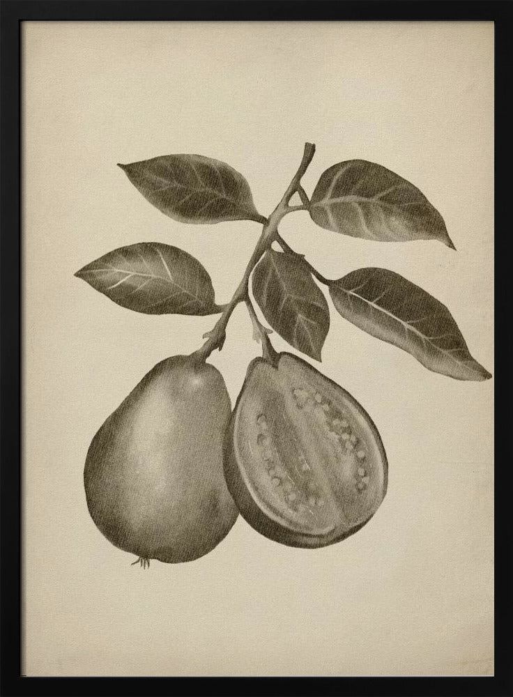 Vintage frukt | Poster