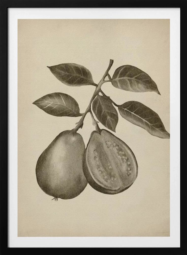 Vintage frukt | Poster