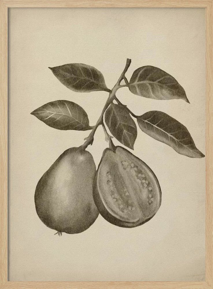 Vintage frukt | Poster