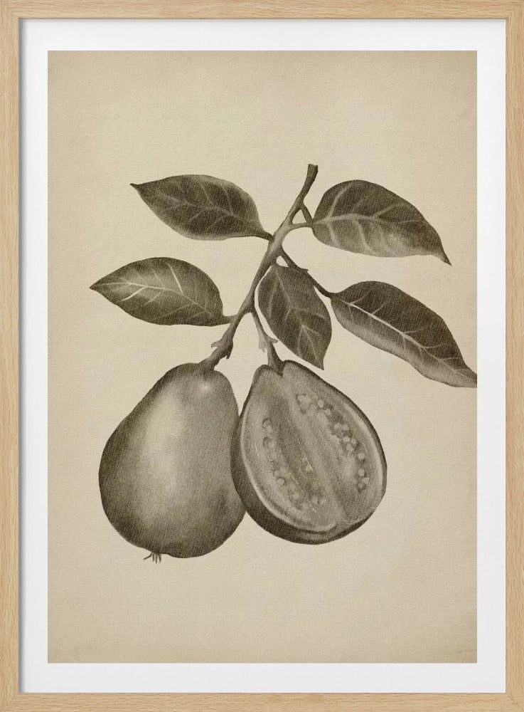 Vintage frukt | Poster