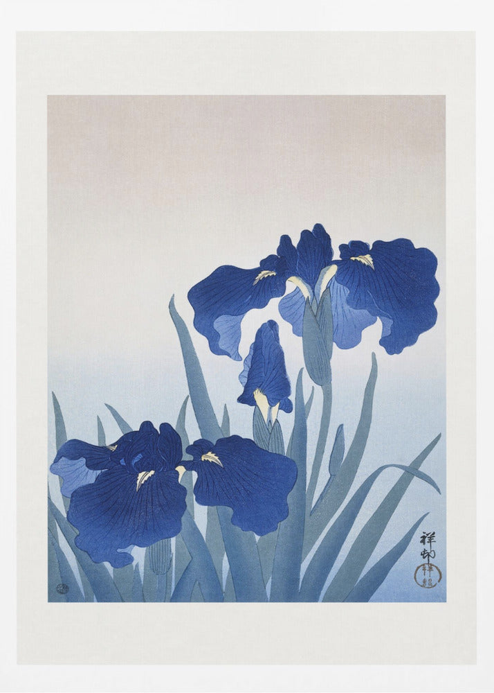 Iris Flowers | Poster