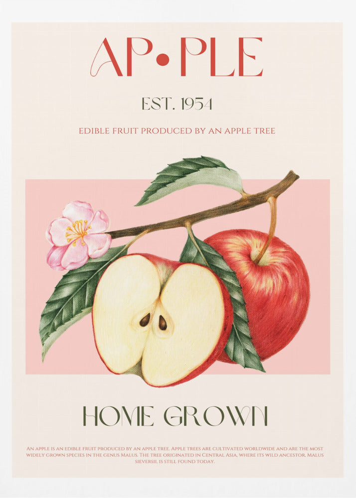 Harvested Apples | Poster