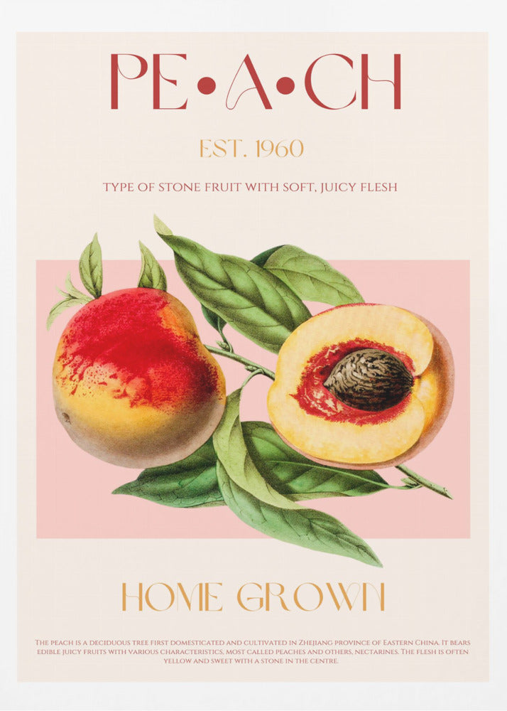 Vintage Style Peach Illustration | Poster