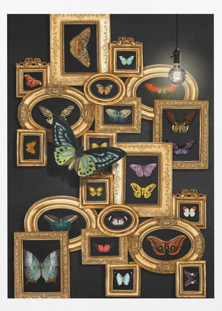 Une collection de papillons | Affiches