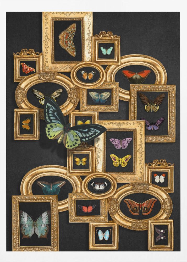 Une collection de papillons | Affiches