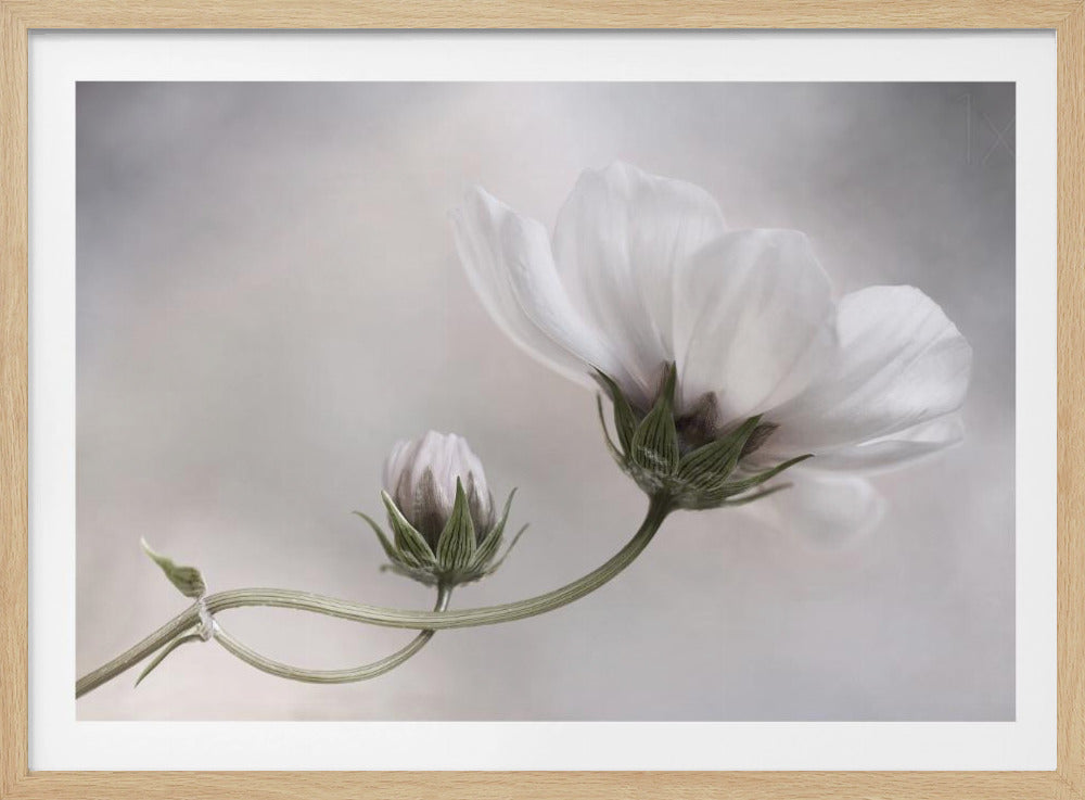 Simplemente Cosmos | Posters - Impresiones de Arte