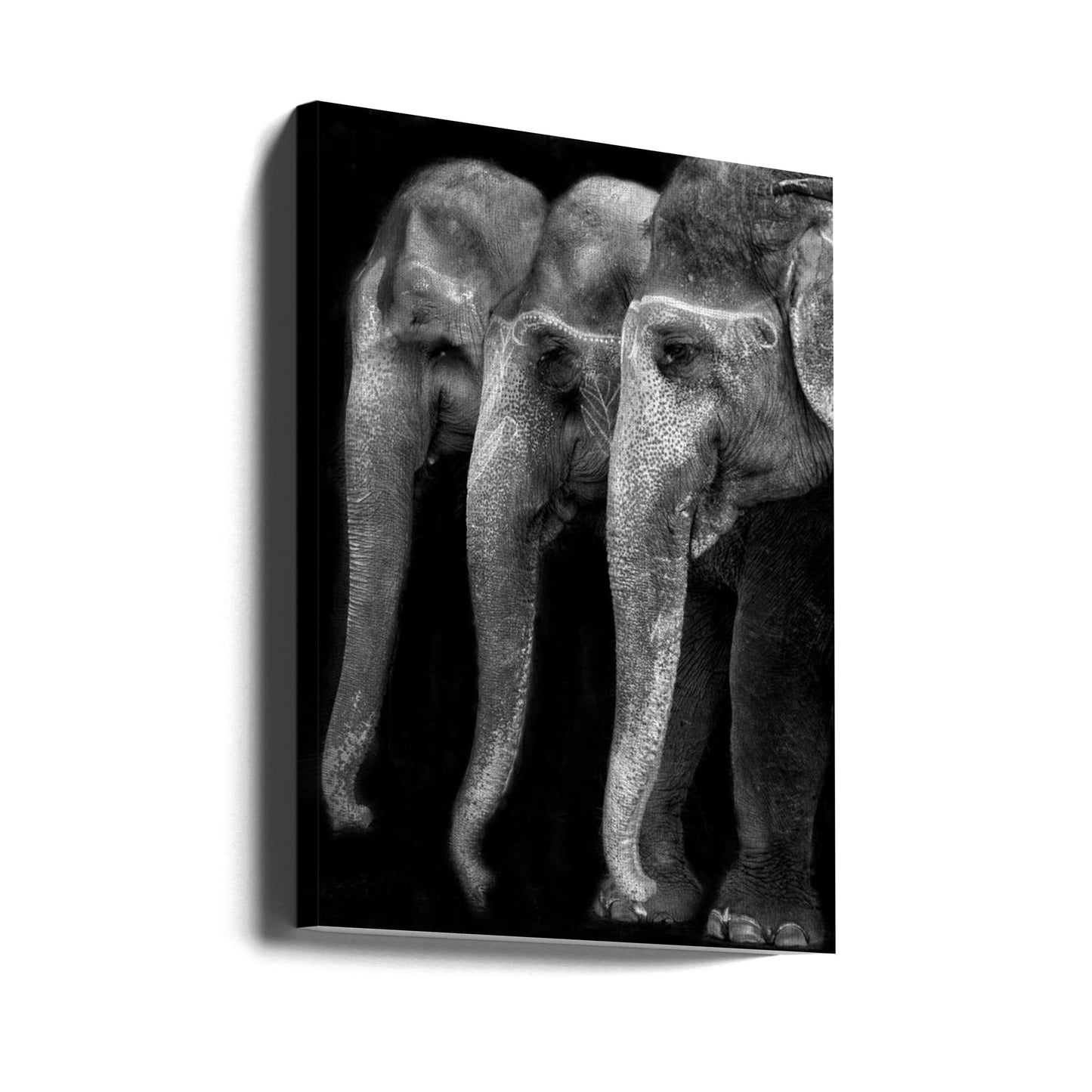 Das große Meisterwerk der Natur, ein Elefant; das einzige harmlose große Ding ... | Leinwand-Bilder