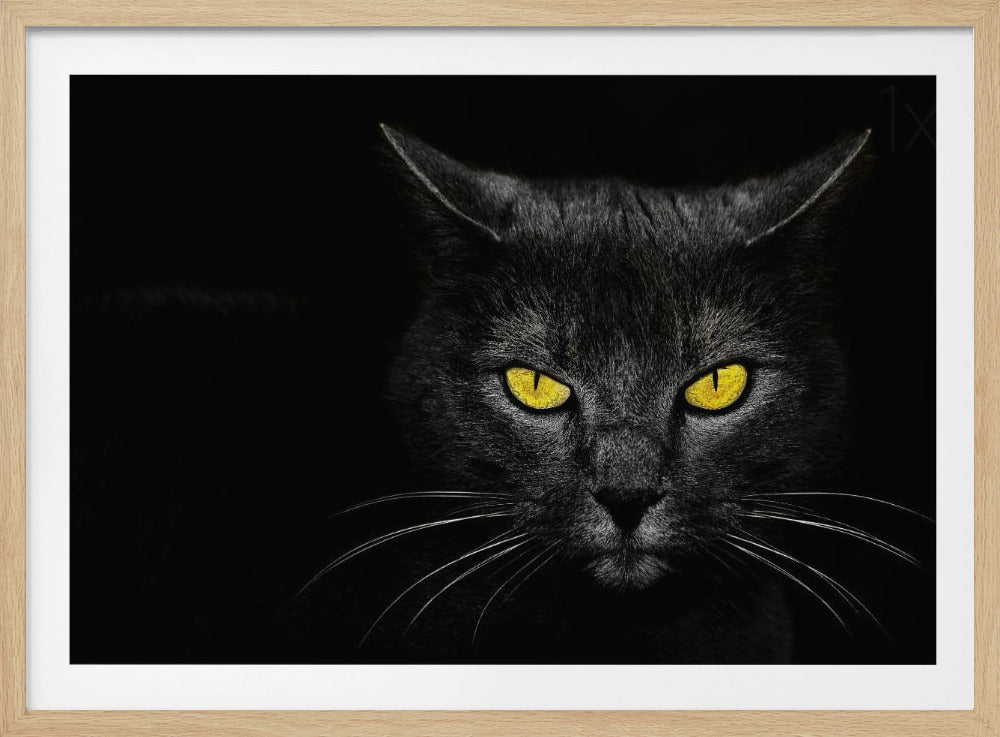 Chat noir | Affiche