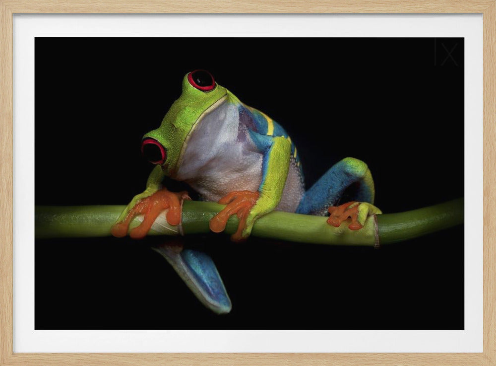 Curiosité | Affiche