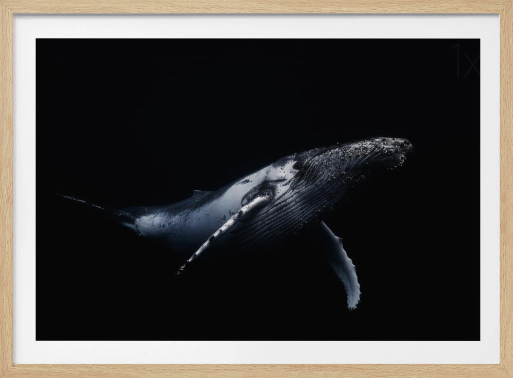Black & Whale | Affiche