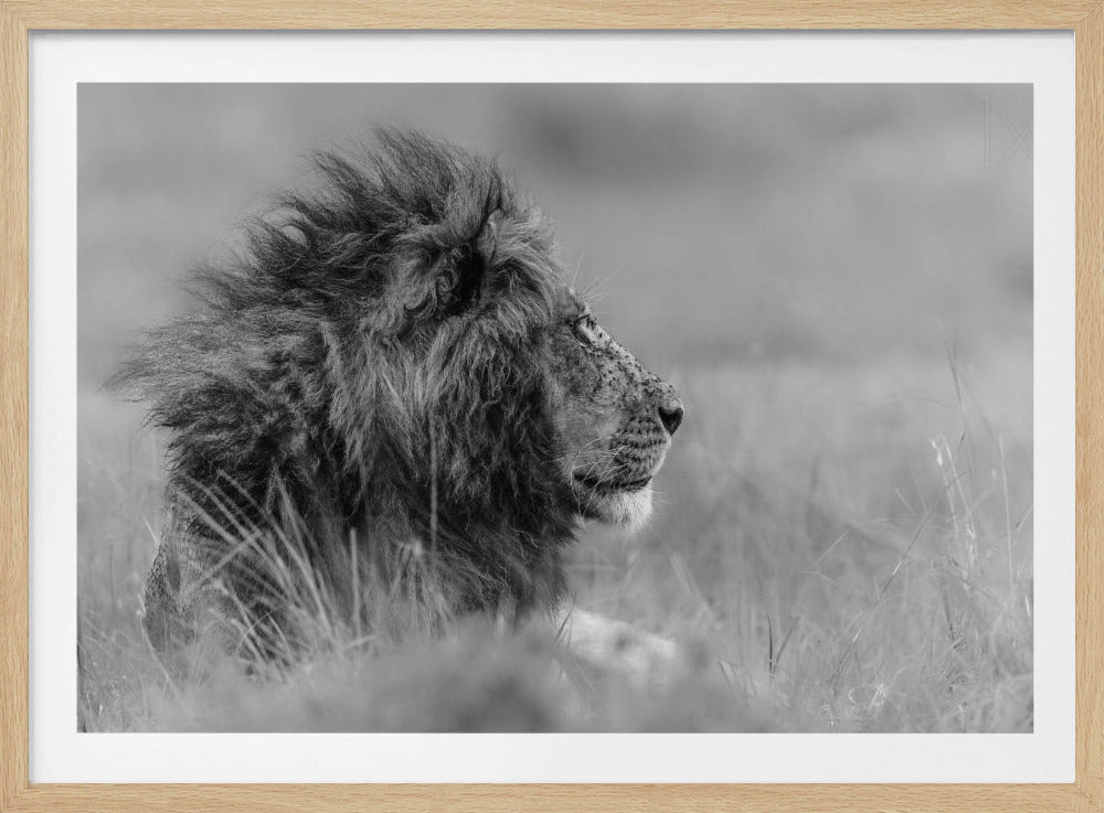 Le roi est seul | Affiche