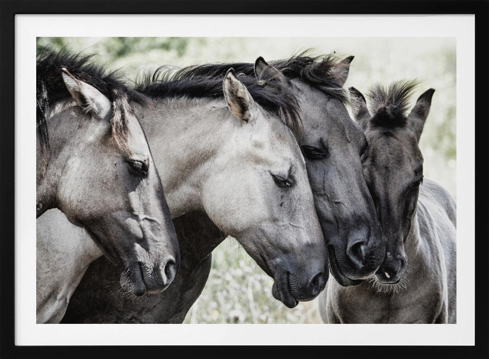 Quattro cavalli Konik | Poster - Stampe d’Arte
