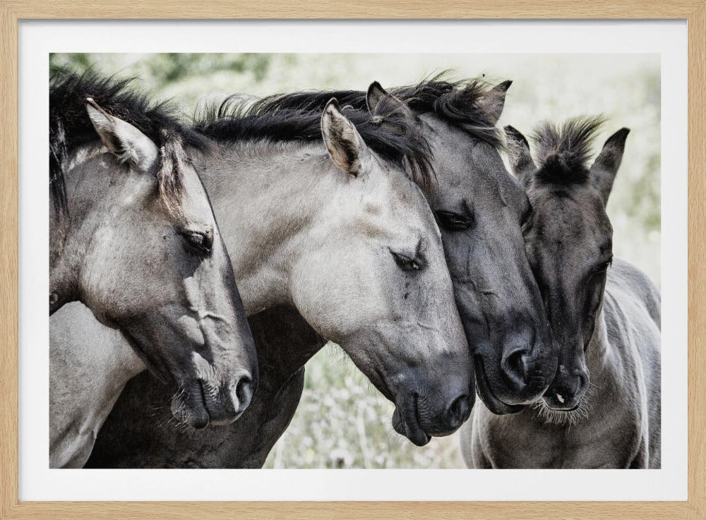 Quattro cavalli Konik | Poster - Stampe d’Arte
