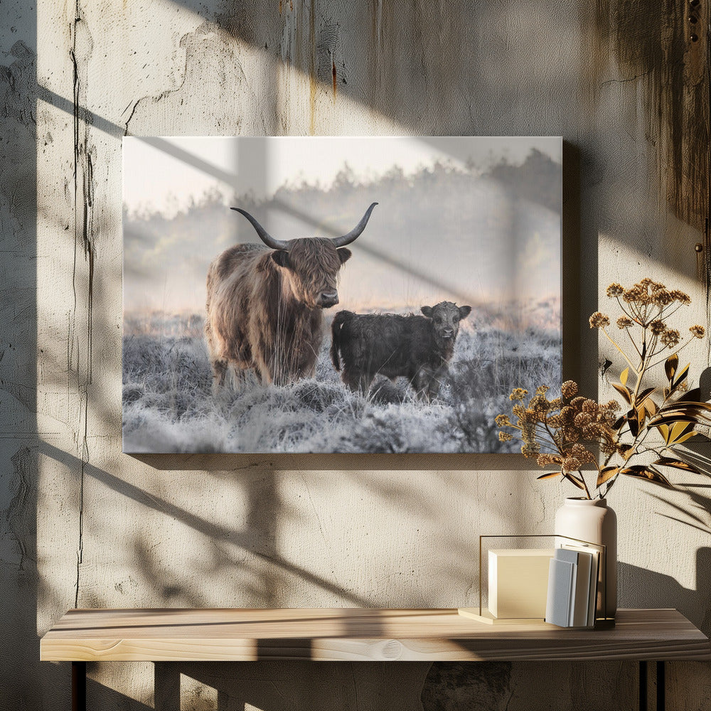 Highlander and Calf | Canvas