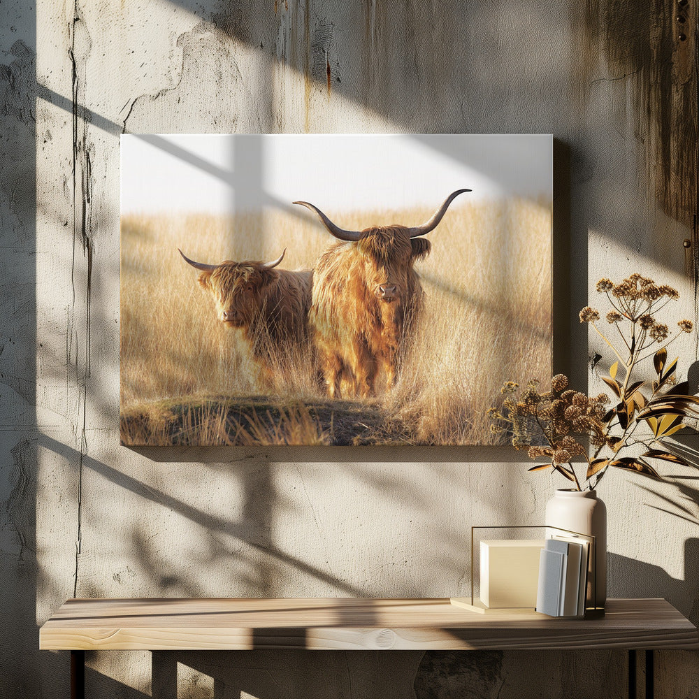 Ung och gammal högländare | Canvas