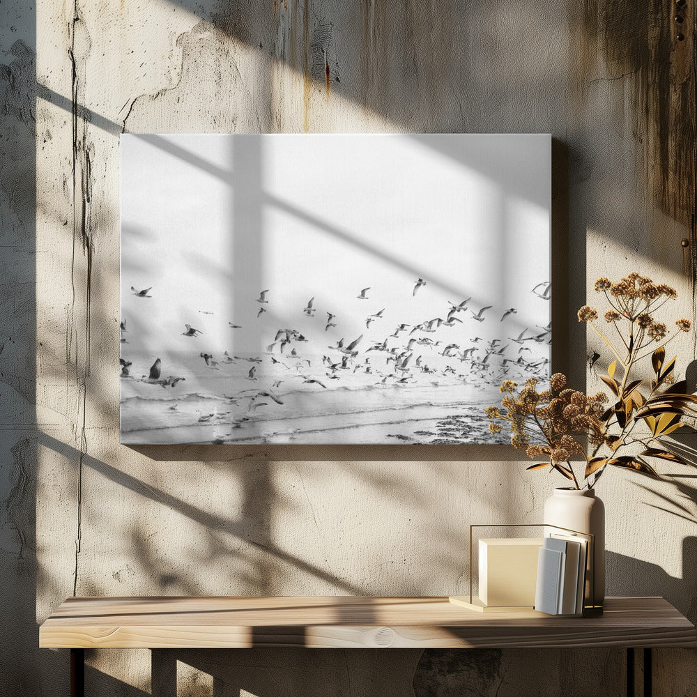 Måsar - Kustnära svartvita | Canvas